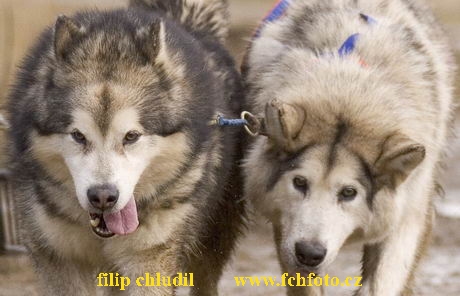 Maasmechelen 05 - 687a.jpg